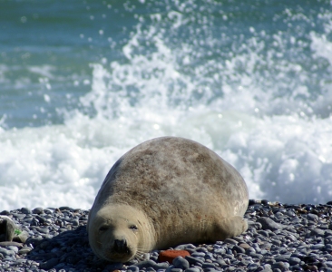 Seal on a Beach